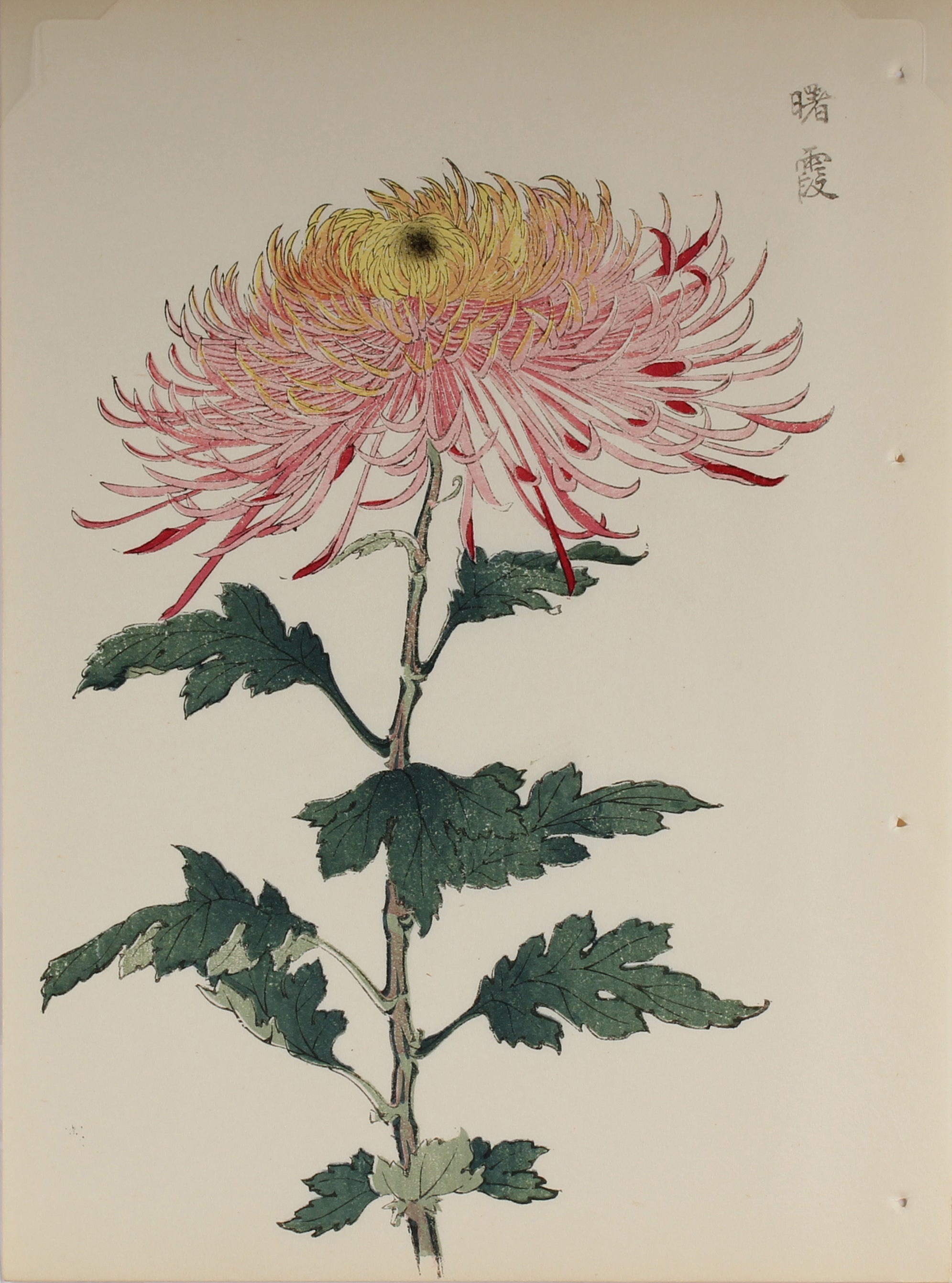 100 chrysanthemums by Keika - p49