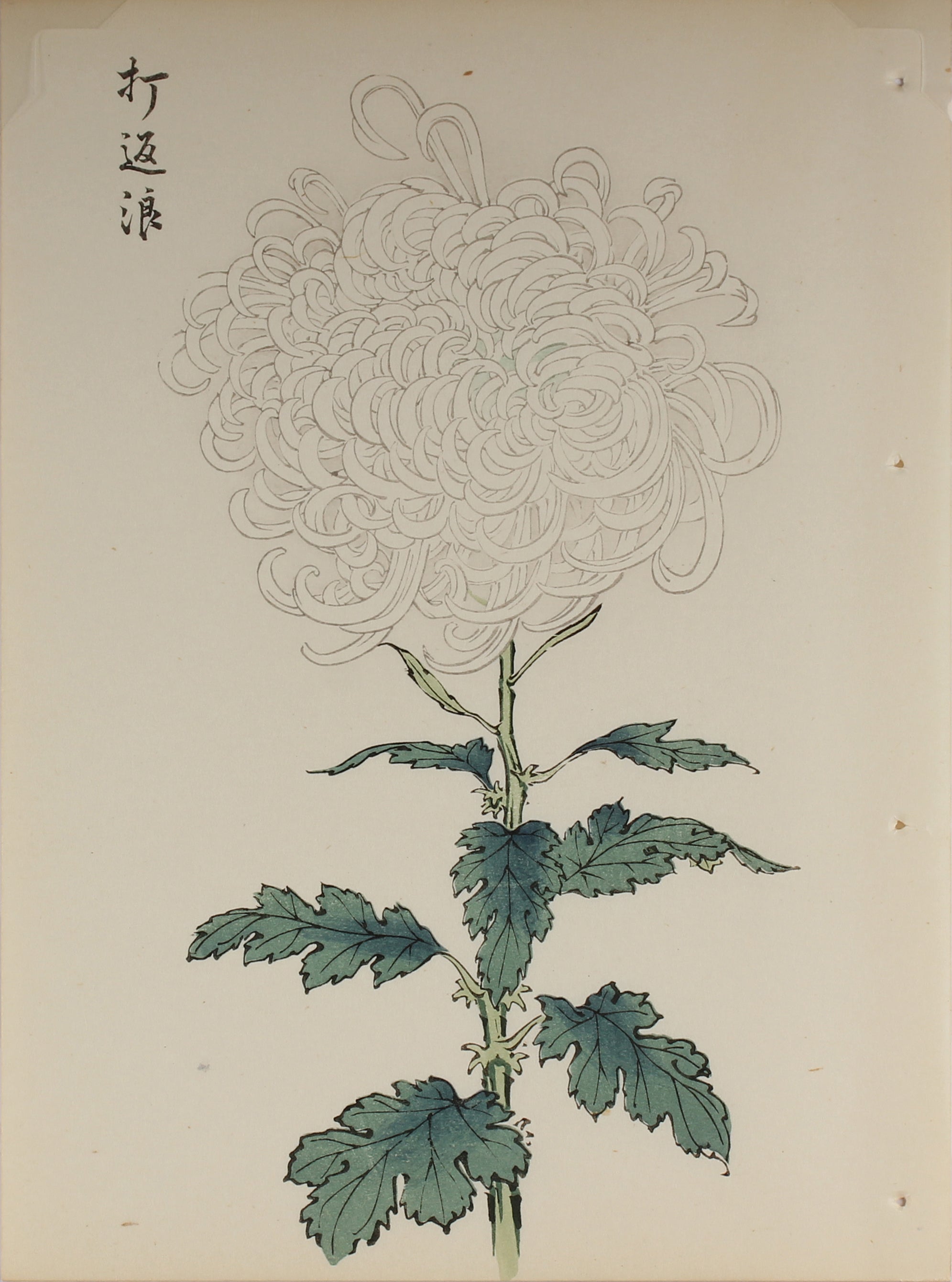 100 chrysanthemums by Keika - p52