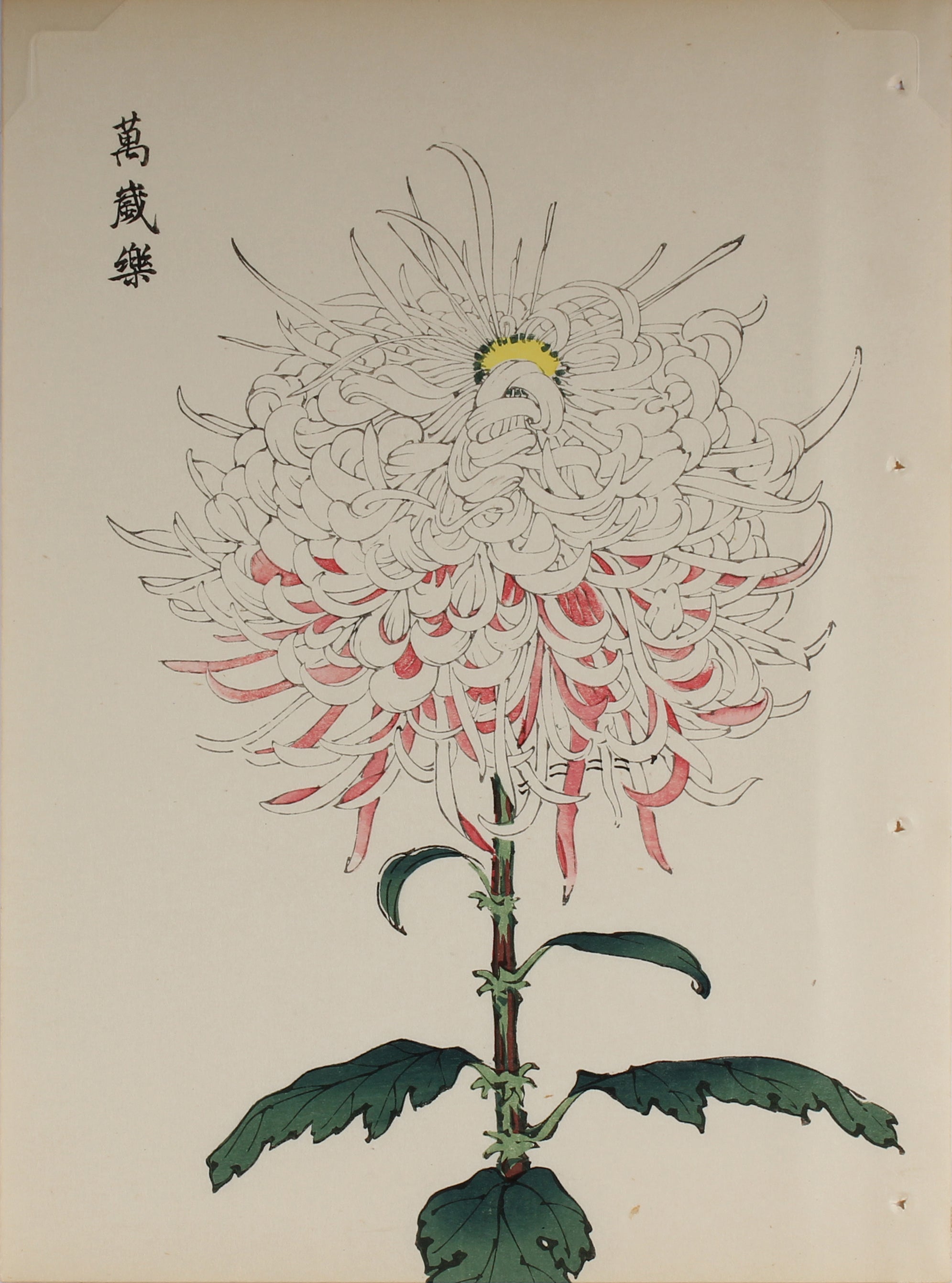 100 chrysanthemums by Keika - p63