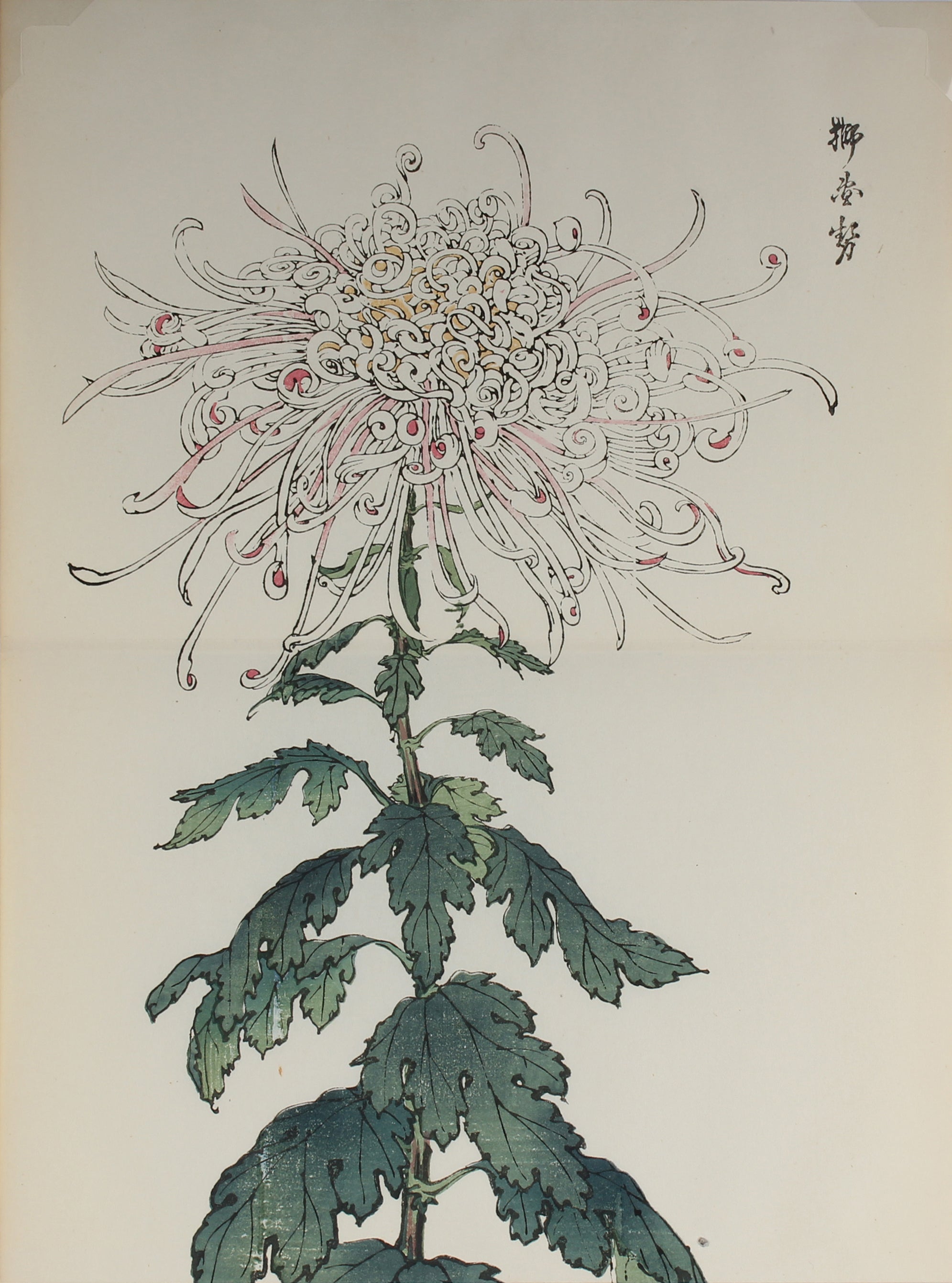 100 chrysanthemums by Keika - p72