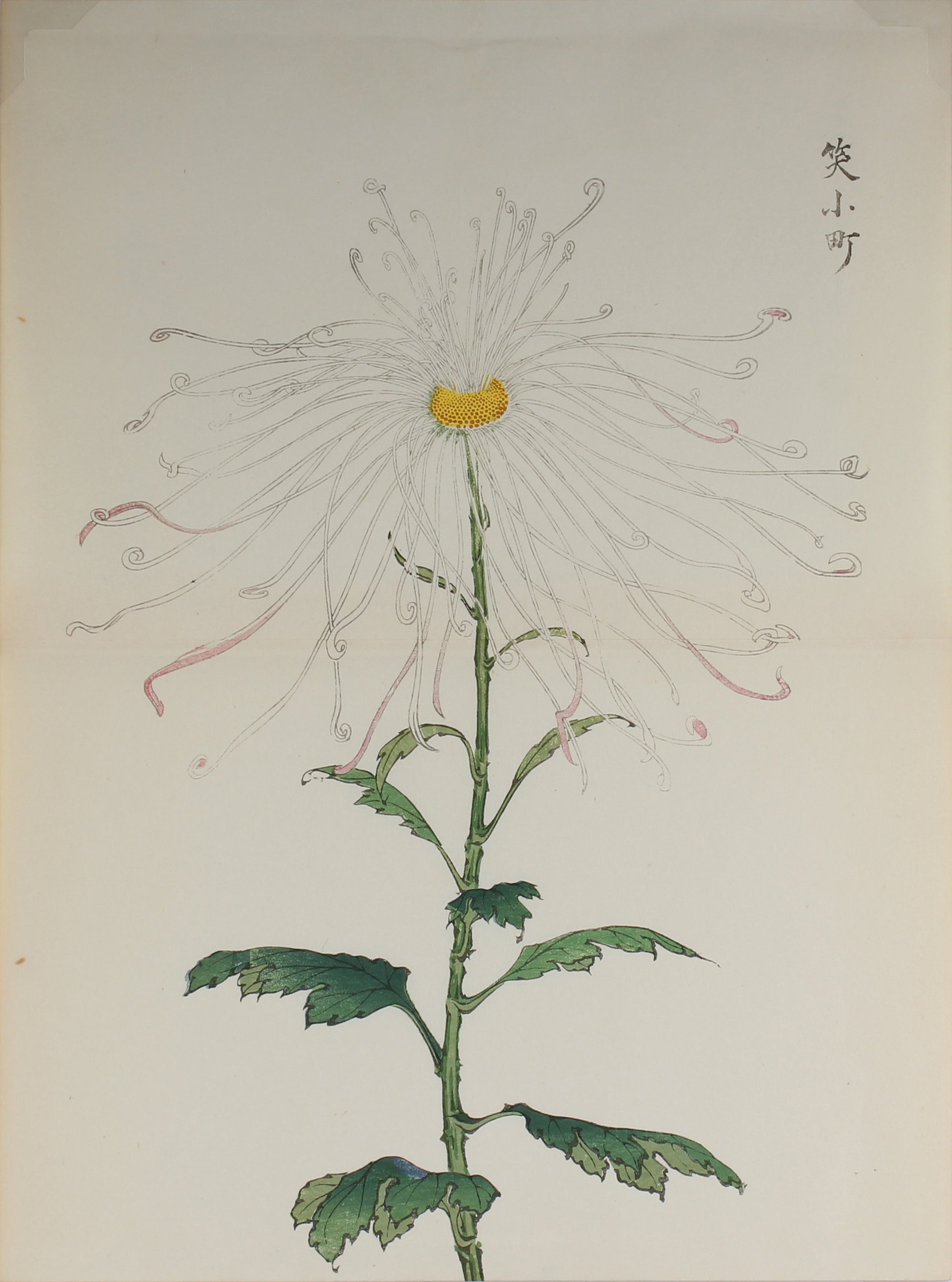100 chrysanthemums by Keika - p74