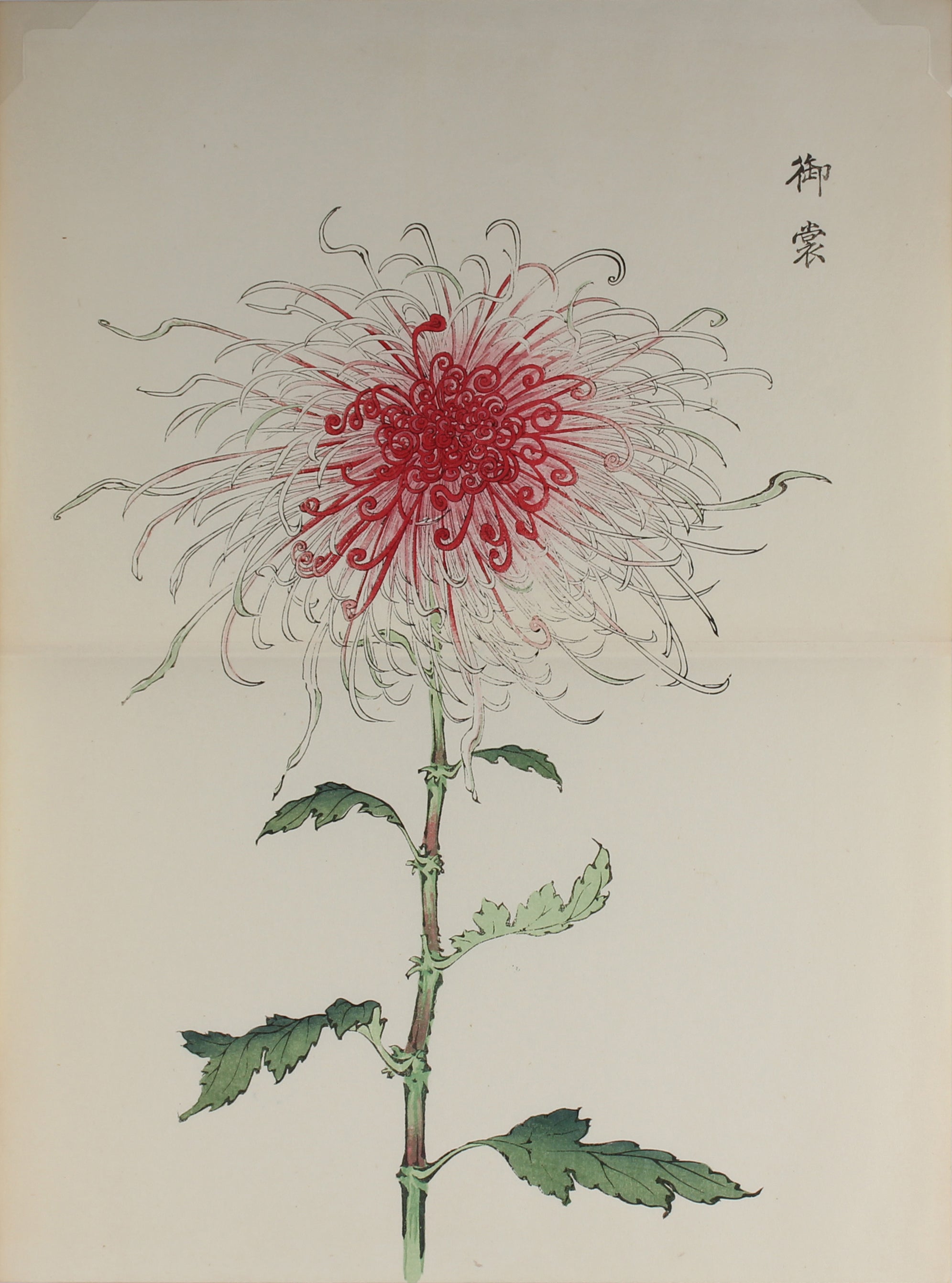 100 chrysanthemums by Keika - p75